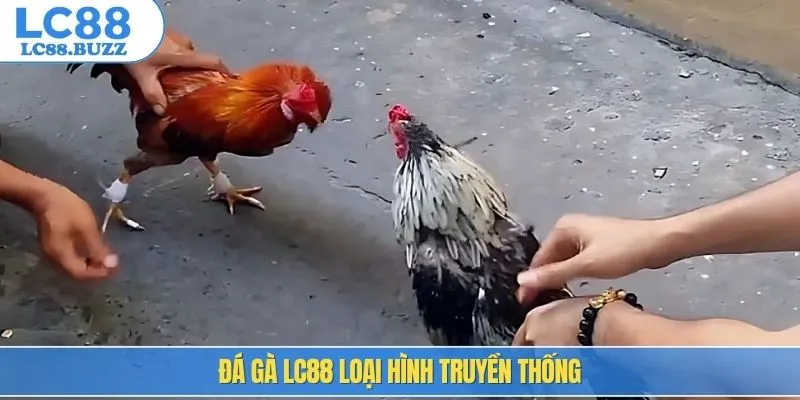 Đá gà LC88 loại hình truyền thống