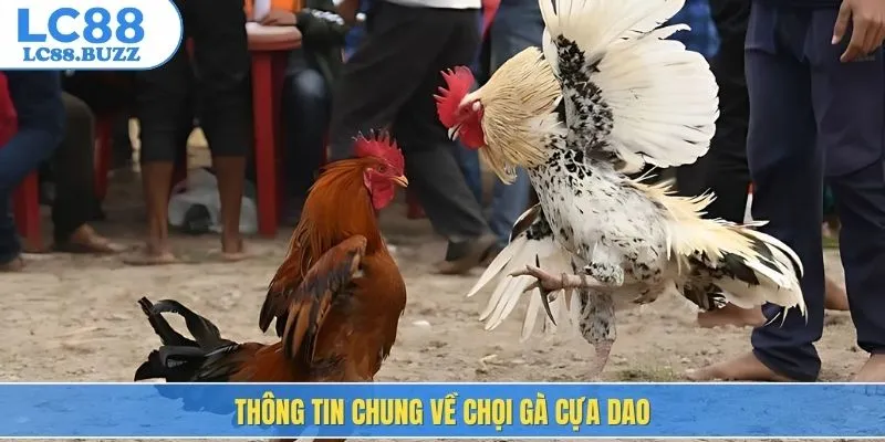Thông tin chung về chọi gà cựa dao