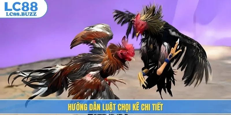 Hướng dẫn luật chọi kê chi tiết